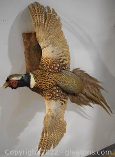 Male Ring-Necked Pheasant Mounted on Pine Wood 